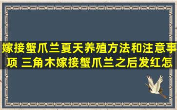 嫁接蟹爪兰夏天养殖方法和注意事项 三角木嫁接蟹爪兰之后发红怎么回事